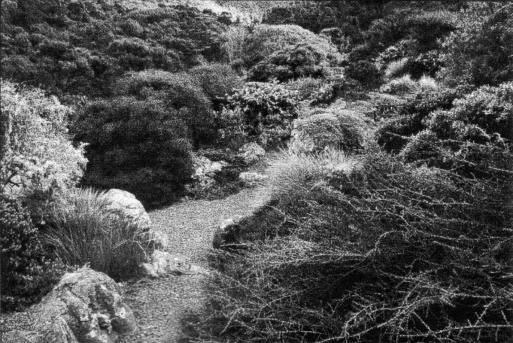 Fig. 6: Brockie's Otari legacy; the rock garden.