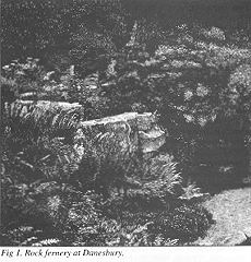 Fig 1. Rock fernery at Danesbury
