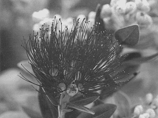 So beautiful in its NZ environment, pohutukawa (Metrosideros excelsa) can be a pest away from home.