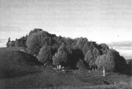 Fig. 1: A lowland hardwood forest remnant surrounded by agricultural land in the Waikato region.
