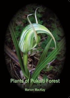 Plant_Pukeiti