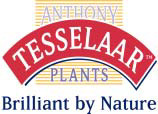 Tesselaar Plants