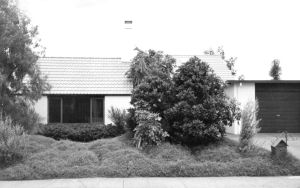 Figure 1. A choice from the palate of native plant material used to good effect in a very public, private area. Colin and Pat Stuarts front garden. Photo courtesy of Alan Titchener.
