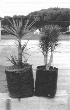 Fig. 3: Cordyline 'Ti Tawhiti' (left) and C. 'Karo Kiri'.