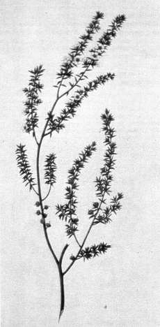 Fig. 4: Illustration of manuka (Leptospermum scoparium) made by Sydney Parkinson, artist on Captain Cook's first voyage to New Zealand. This species, initially included in the genus Philadelphus by the botanist on the voyage Daniel Solander, was grown as a garden plant in England within a decade of Cook's voyage.