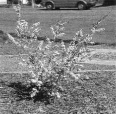 Fig. 8: Kunzspermum hirakimata 'Karo Hobson Choice', the intergeneric hybrid between manuka (Leptospermum scoparium) and the Great Barrier Island endemic kanuka (Kunzea sinclairii).