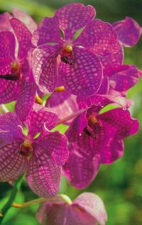 Orchids Care Manual