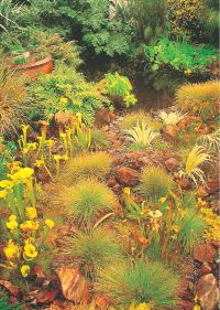 Natural Gardening in Small Spaces