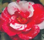 Classic Camellias for New Zealand Gardens