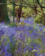 London Parks & Gardens