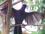 Male kokako, Te Koha Waiata (The Gift of Song), performing "archangel", flapping his wings.