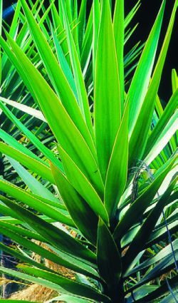 Yucca