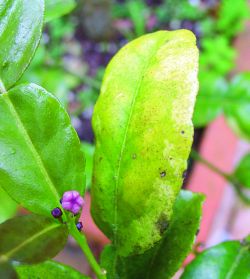 Yellow leaves on citrus