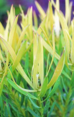 Leucadendron