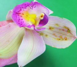 Cymbidium orchid flower