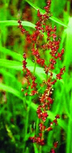 Sheep's sorrel (Rumex acetosella)