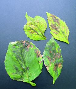 Two-spotted mite damage to dahlia