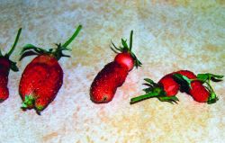  Misshapen strawberries