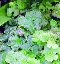 Liverwort