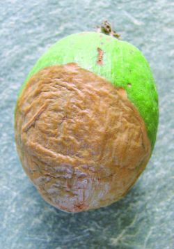 Rotting feijoa