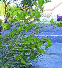 Ailing hedge