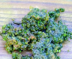 Algae on gravel