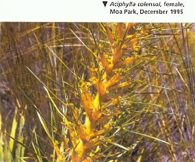 Aciphylla colensoi