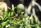 Agathis australis, Kauri. Image courtesy of The New Zealand Arboricultural Association. Photograph taken by Lance Goffart-Hall.