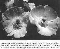 Ranunculus lyallii has pristine beauty