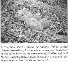 Vegetable sheep (Haastia pulvinaris)