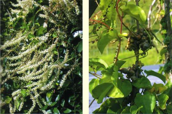 Anredera cordifolia - Madeira vine