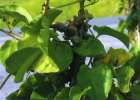 Anredera cordifolia, Madeira vine. Reproduced from Common Weeds of New Zealand by kind permission of the New Zealand Plant Protection Society.