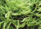 Anredera cordifolia, Madeira vine. Reproduced from Common Weeds of New Zealand by kind permission of the New Zealand Plant Protection Society.