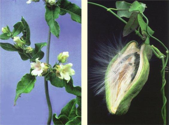 Araujia sericifera - moth plant