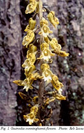 Fig. 1. Gastrodia cunninghamii flowers. Photo: Rob Lucas