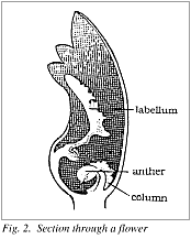 Fig. 2. Section through a flower