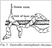 Fig. 3. Gastrodia cunninghamii rhizomes