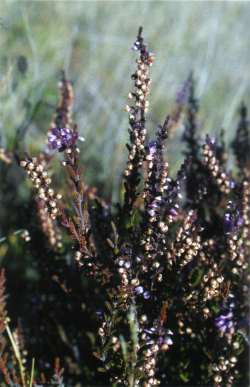 Calluna vulgaris - heather