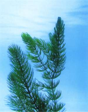 Ceratophyllum demersum - hornwort