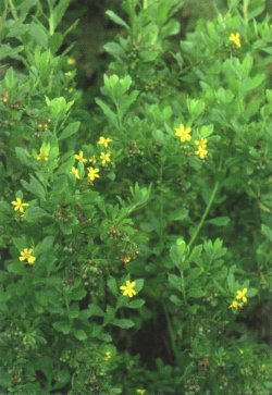 Chrysanthemoides monilifera - boneseed