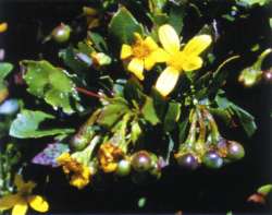Chrysanthemoides monilifera - boneseed