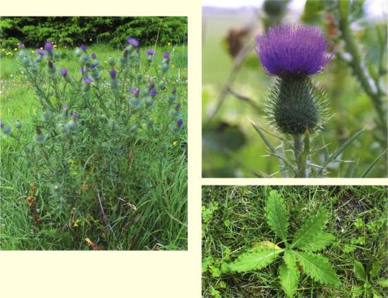 Cirsium vulgare - Scotch thistle