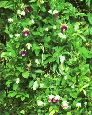 Cobaea scandens - cathedral bells (Photo Colin Ogle)