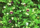 Cobaea scandens, cathedral bells. Reproduced from Common Weeds of New Zealand by kind permission of the New Zealand Plant Protection Society.