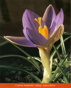 1. Crocus imperati subsp. suaveolens. A fine winter crocus