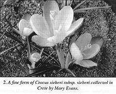 2. A fine form of Crocus sieberi subsp. sieberi collected in Crete by Mary Evans