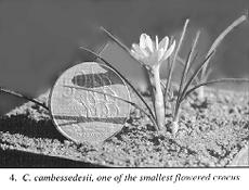 4. C. cambressedesii, one of the smallest flowered crocus