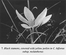 7. C. biflorus subsp. melantherus