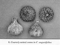8. Coarsely netted corms in C. angustifolius