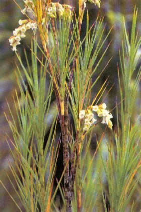 Dracophyllum longifolium, Dunedin Botanic Gardens, November 1995